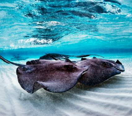2022/04/Stingrays.png