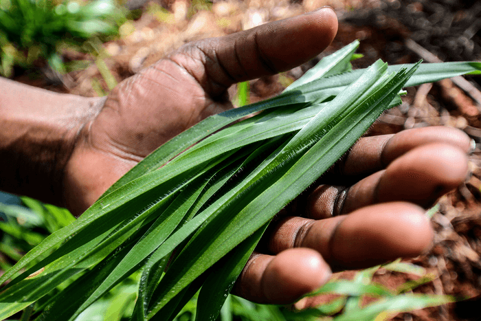 Tropical plants with long roots may help store carbon underground