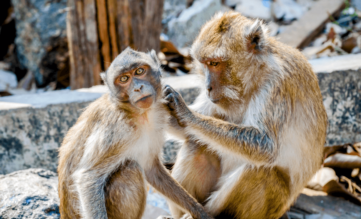 Brain structure of rhesus macaques is shaped by social interactions