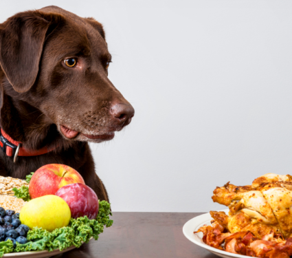 2022/04/Dog-vegan-food.png