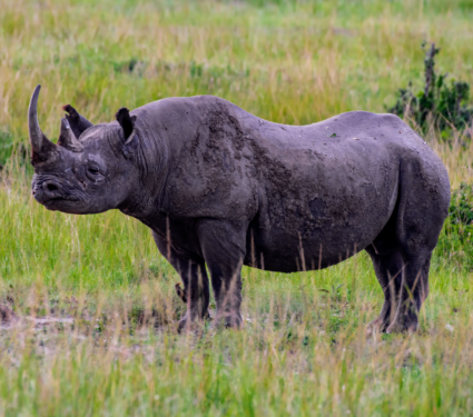 2022/04/Black-rhinos.png