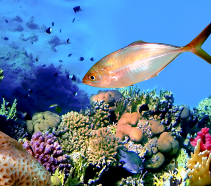 2022/04/Coral-reef.png