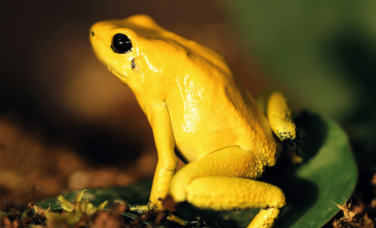Balancing agricultural expansion and biodiversity loss in Colombia
