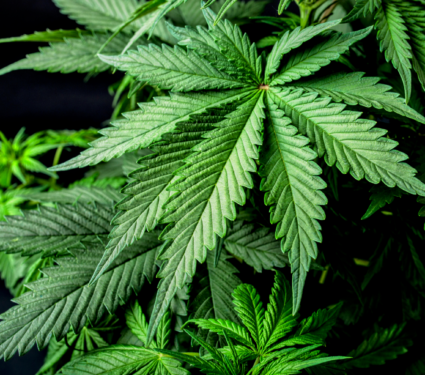 2022/04/Marijuana.png
