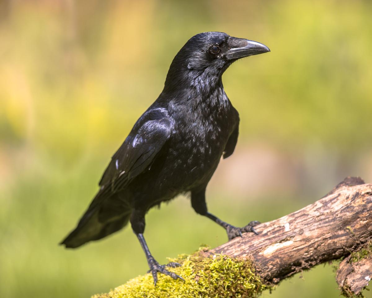 Big brains and bodies helped crows expand across the globe
