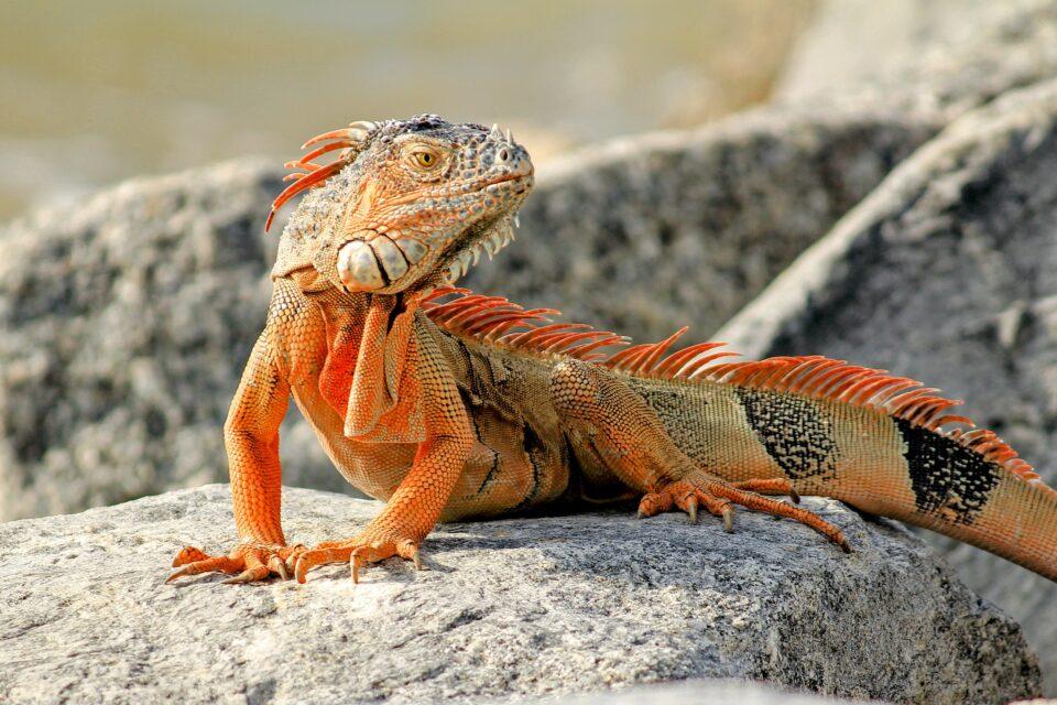 Excess sugar is toxic to rock iguanas on remote islands