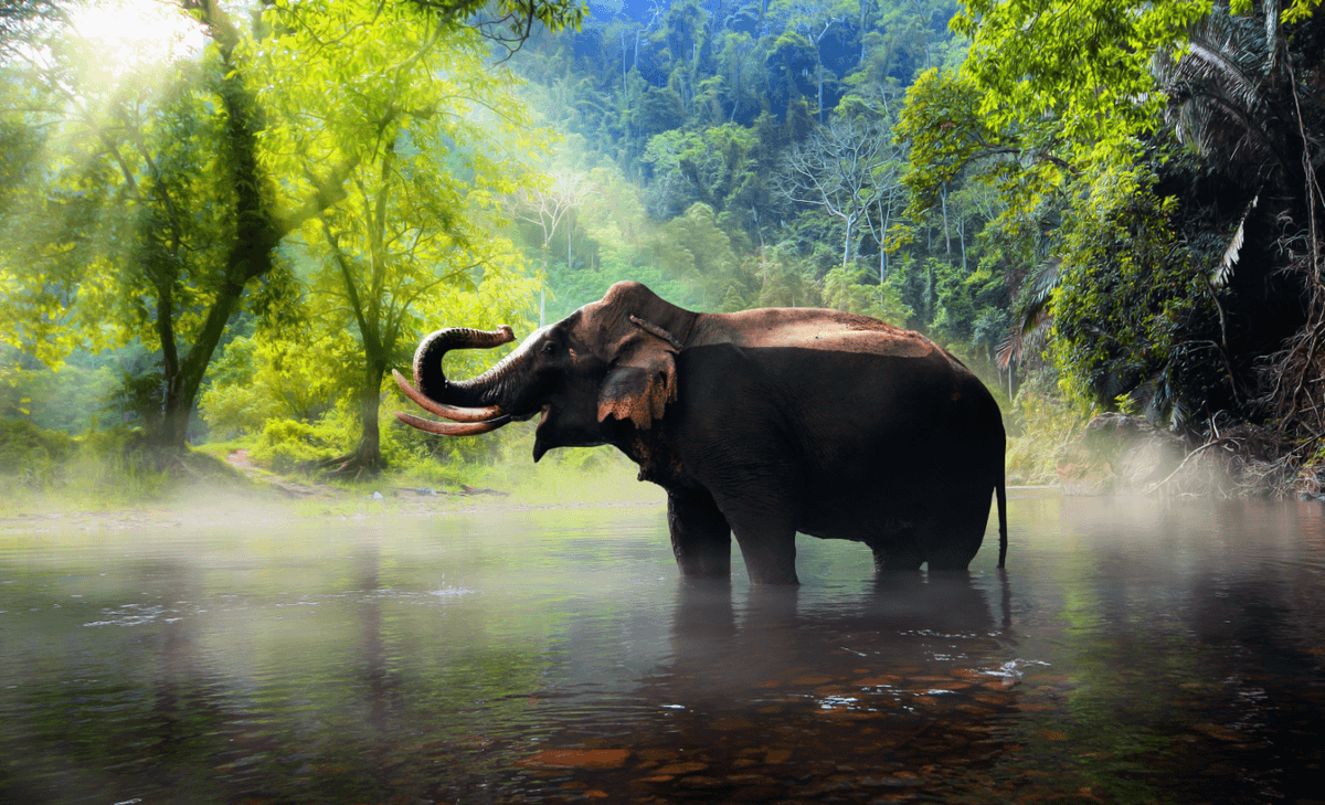 The Elephant Project inspires us to be the voice for the voiceless