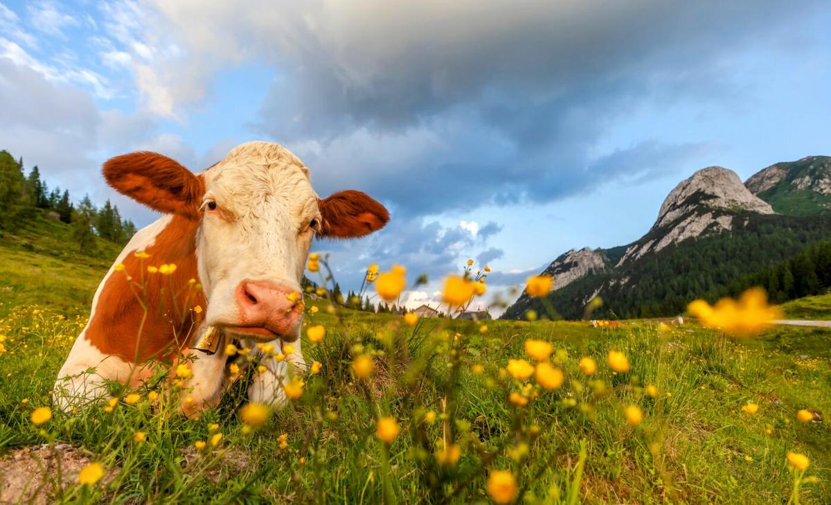 Eat for a healthy planet - reduce the demand for animal agriculture