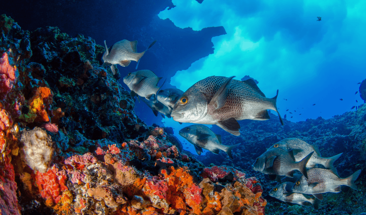 Experts use eDNA to measure reef fish diversity