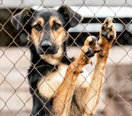Dogs-stress.jpg