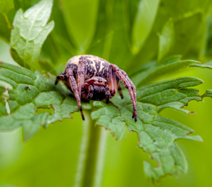 2022/04/Spider.png
