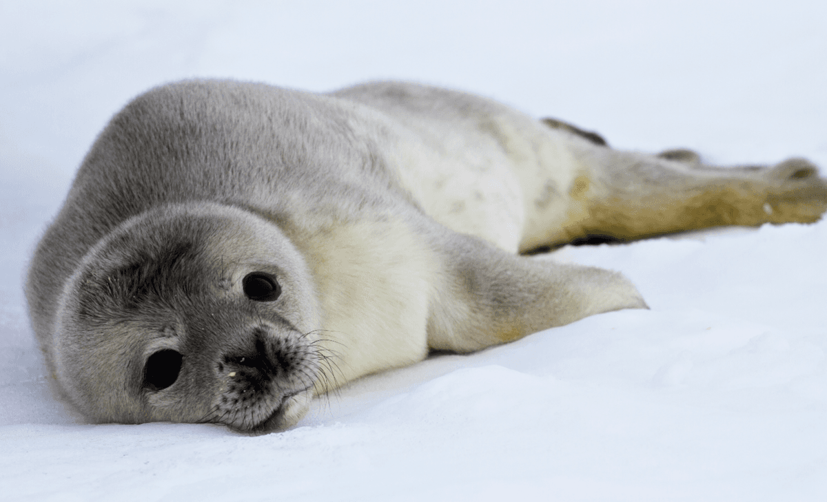 Weddell seal pups keep swimming while changing their fur