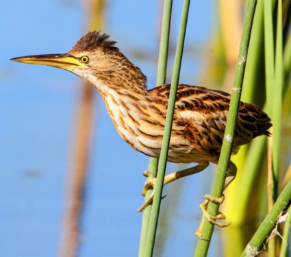Wildlife-3.jpg