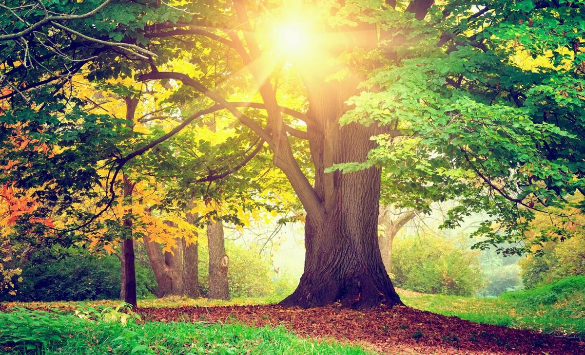 Living near green space could prevent cognitive decline