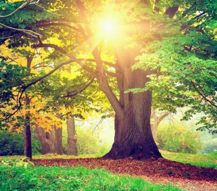 Green-space-2.jpg