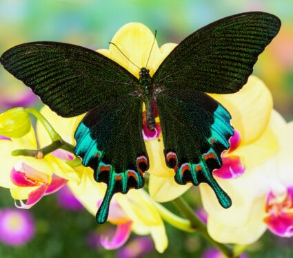 Endangered-insects.jpg