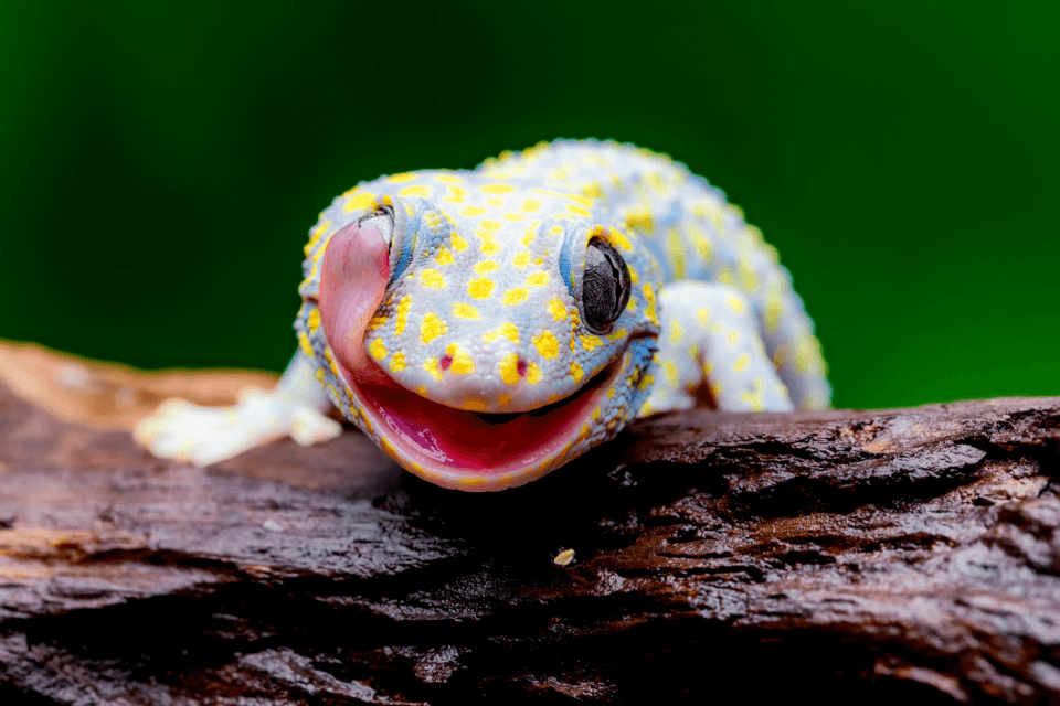 One in five reptiles is currently at risk of extinction