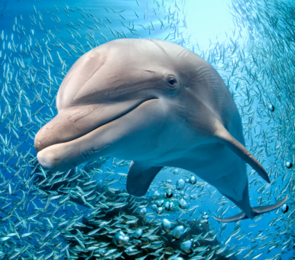 2022/04/Bycatch.png