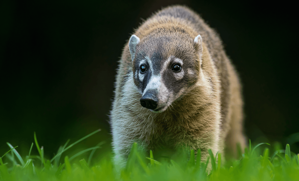 Green spaces are a critical refuge for threatened species