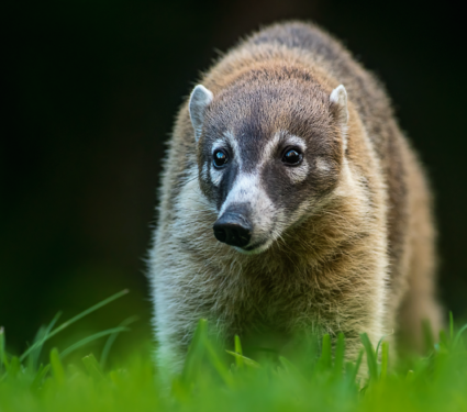 2022/04/Coati.png
