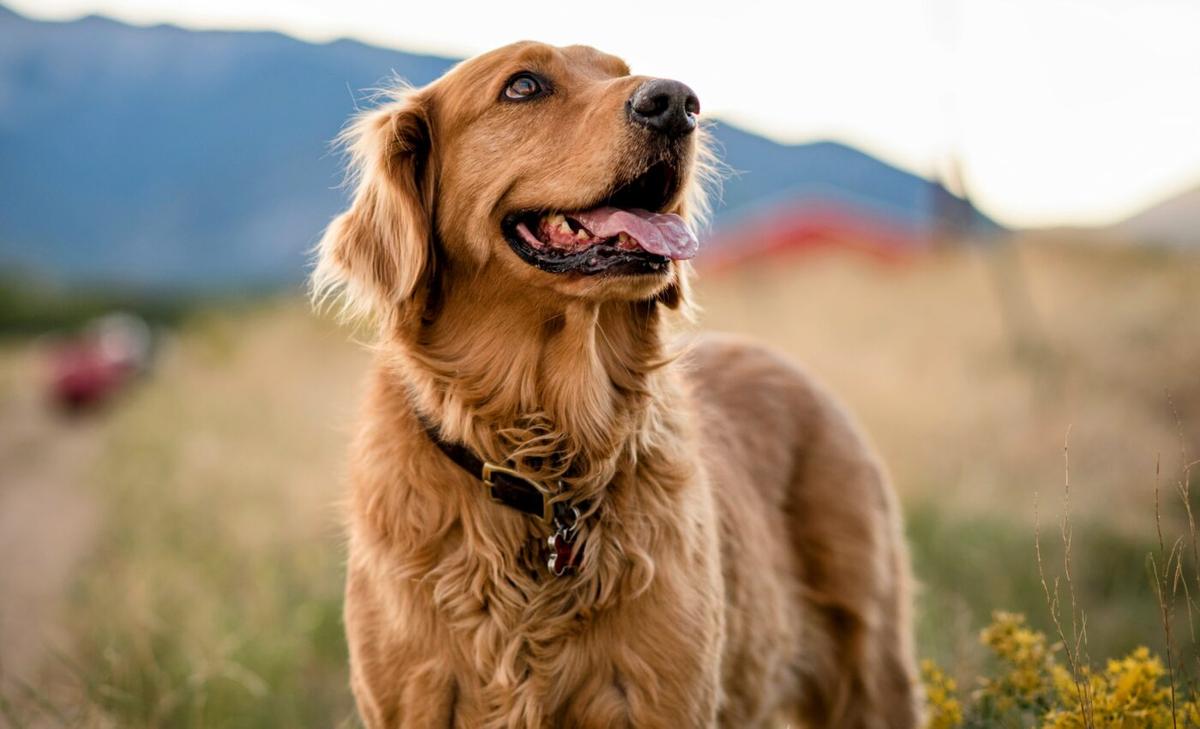 Canine personality traits are not strongly influenced by breed