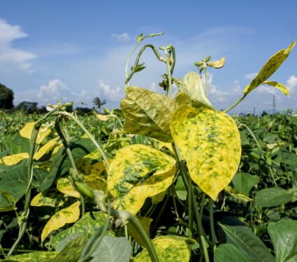 Plant-virus.jpg
