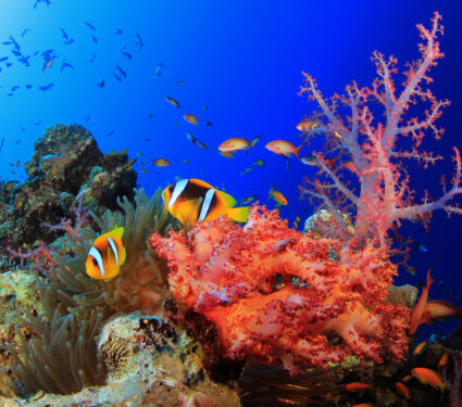 Corals,,Anemone,And,Clownfish,In,Red,Sea,,Egypt