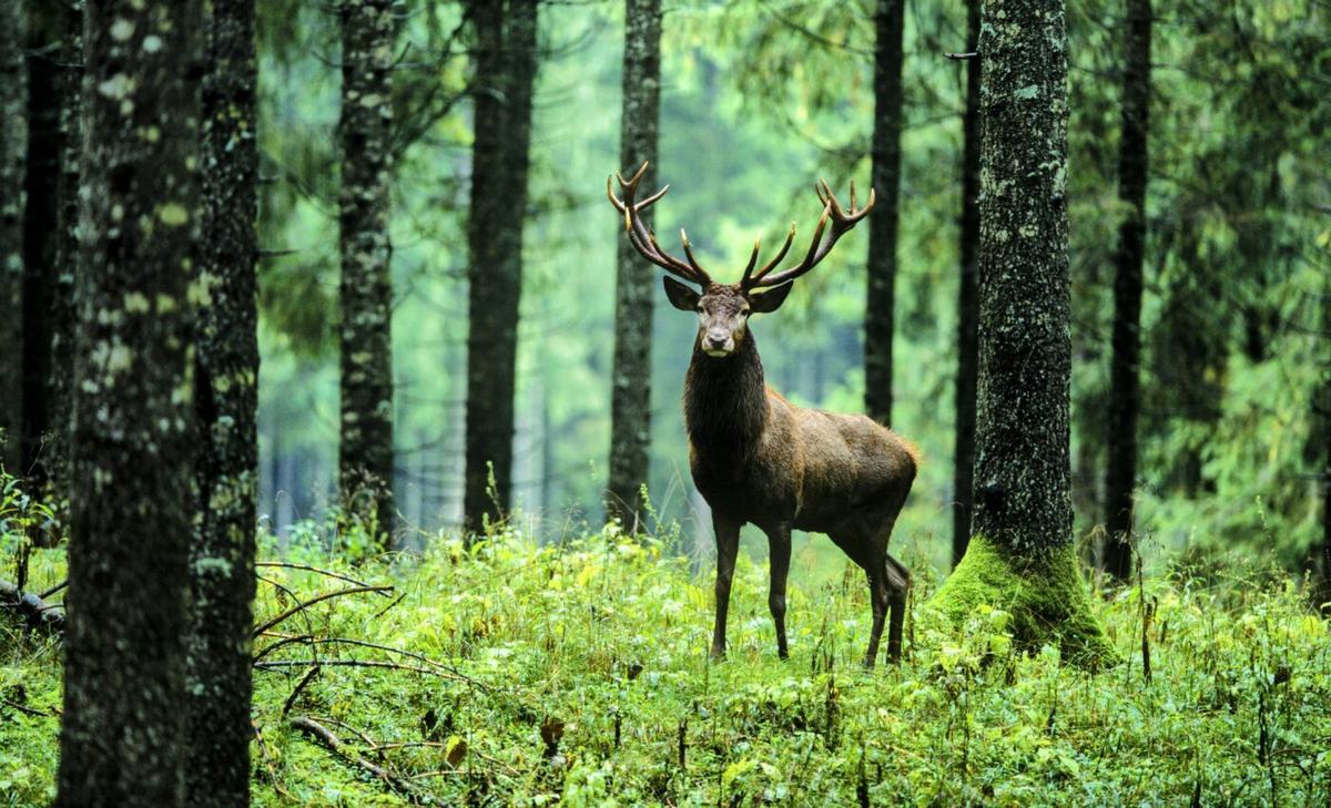 Assisted migrations could help species survive climate change