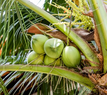 2022/05/Plant-evolution-2.jpg