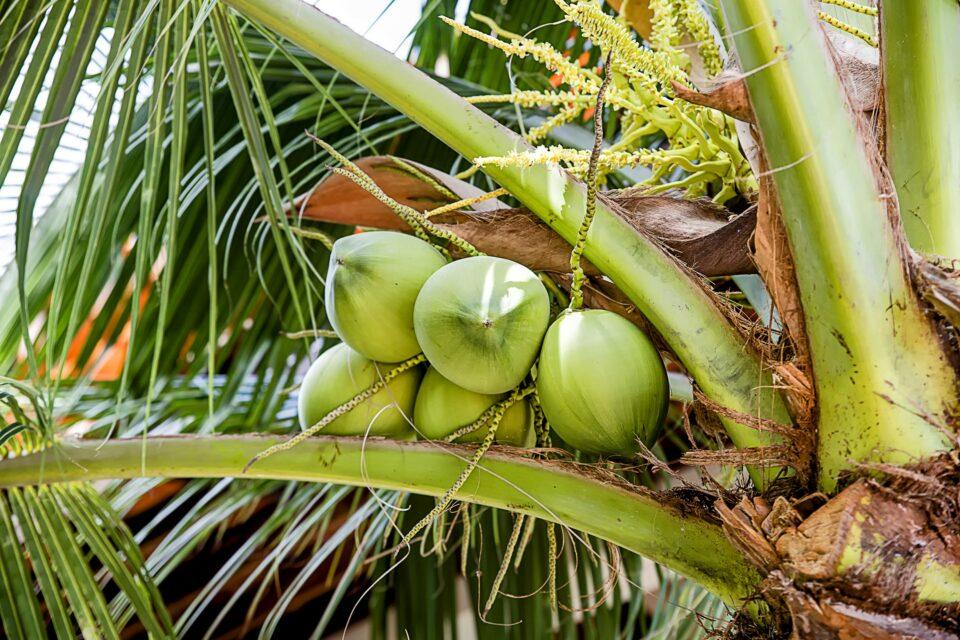 How did the dinosaur extinction influence plant evolution?