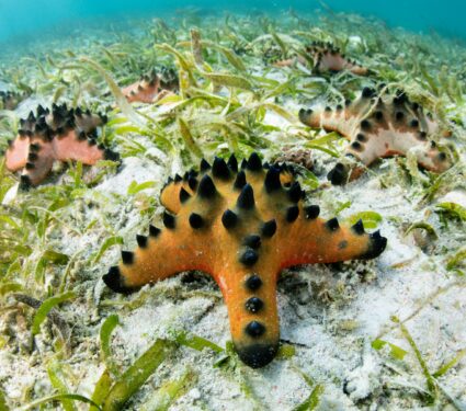 Seagrass2.jpg