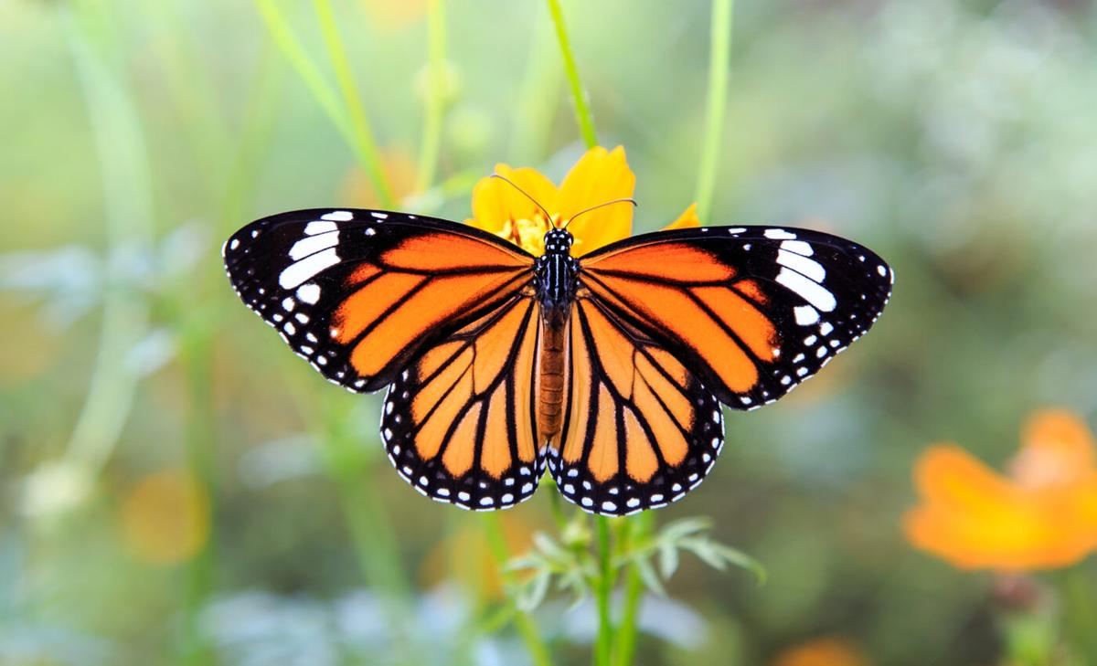 Tiny sensor will track monarchs on their long migratory journey