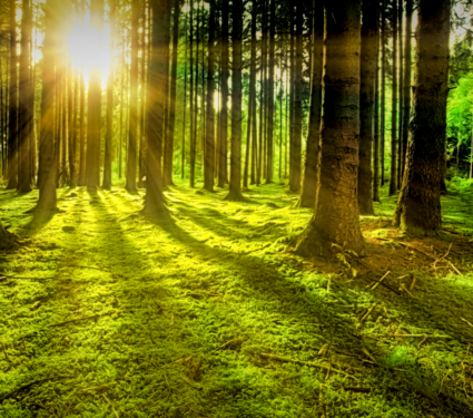 2022/05/Forests.png