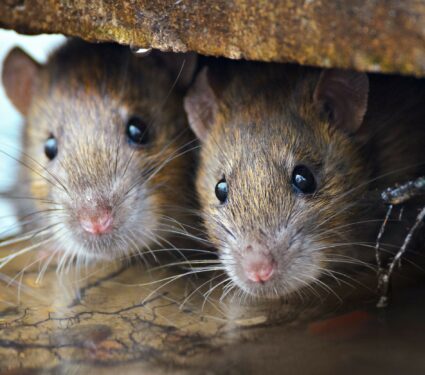 2022/05/City-rats.jpg