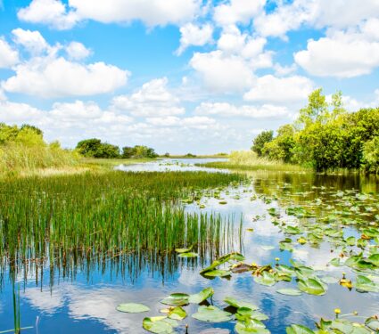 Wetlands-3.jpg