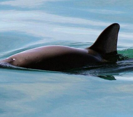 2022/05/saving_vaquita_banner2.jpg