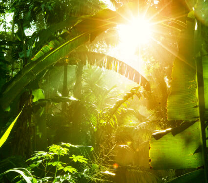 Jungle,In,Vietnam