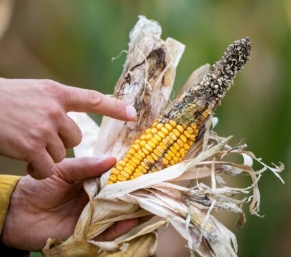Aflatoxin.jpg