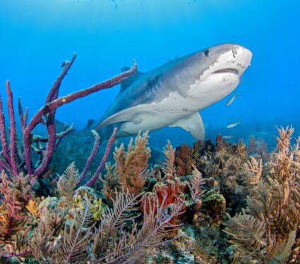 Tiger-shark-2.jpg