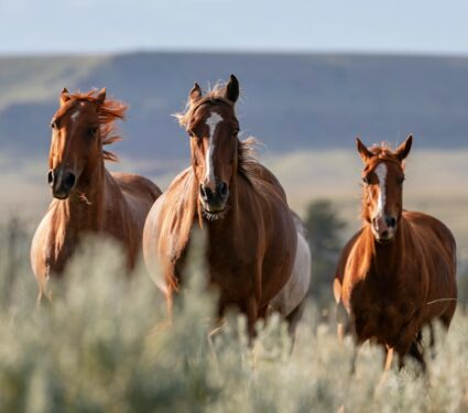 Wild-horses-3.jpg