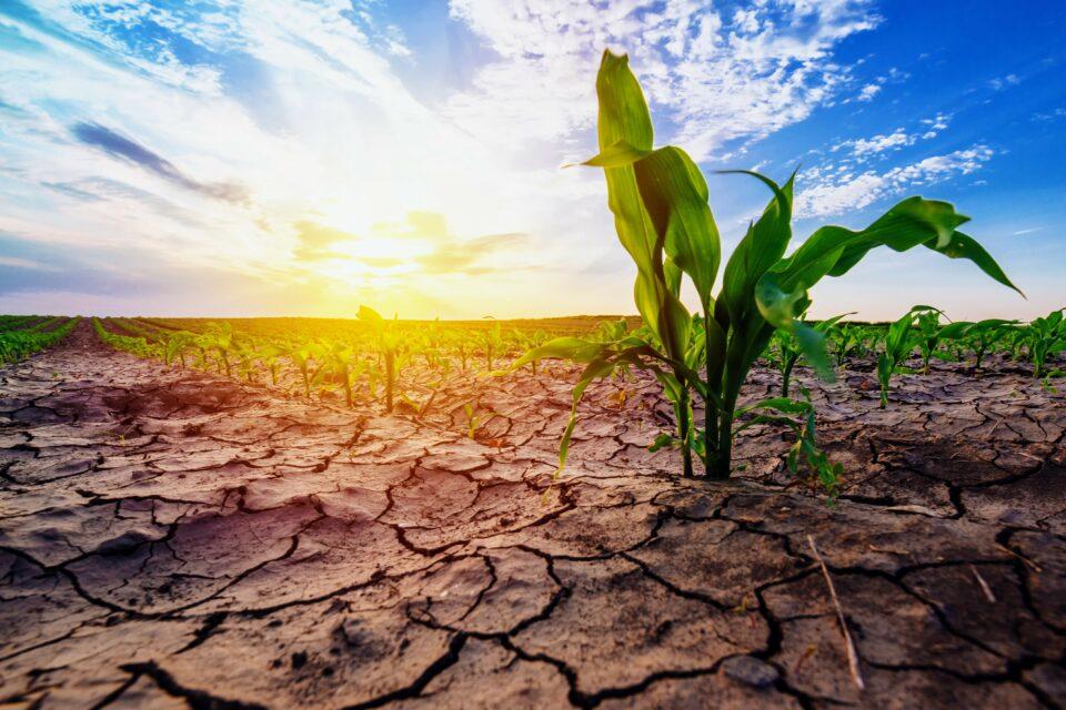 The world is at a crossroads in managing severe droughts