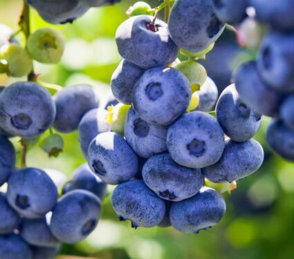 Blueberries.jpg