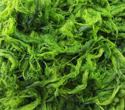 Algae.jpg