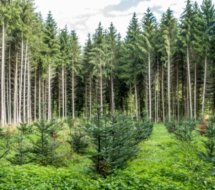 Reforestation.jpg