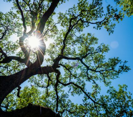 2022/05/Tree-growth2.jpg