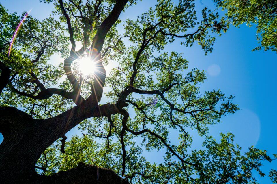 We still have much to learn about tree growth