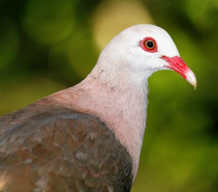 Pink-pigeon.jpg