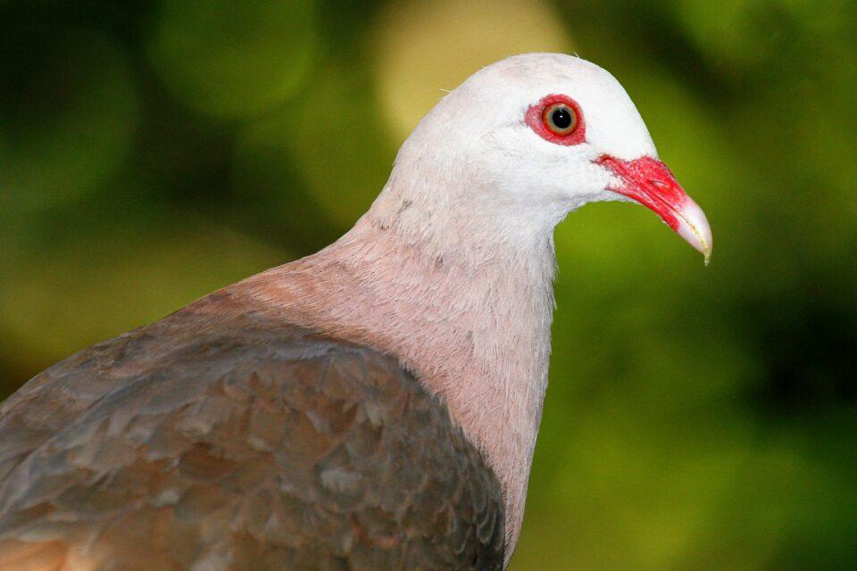 Pink pigeons need a "genetic rescue" to survive extinction