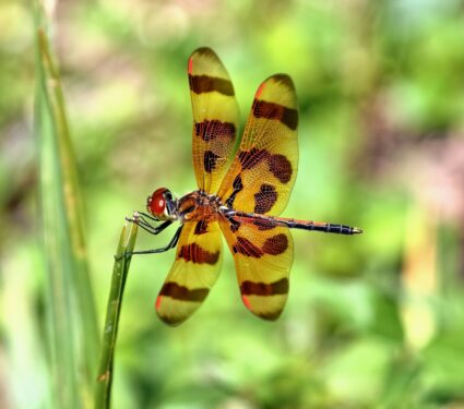 Dragonflies4.jpg