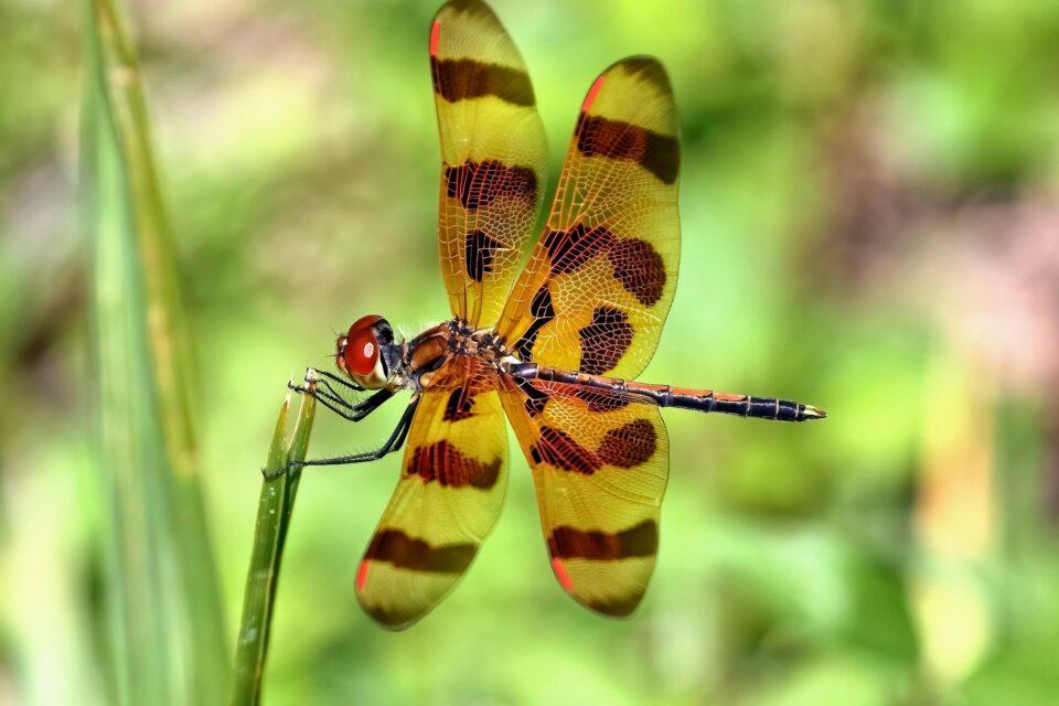How do dragonflies right themselves in mid-air?